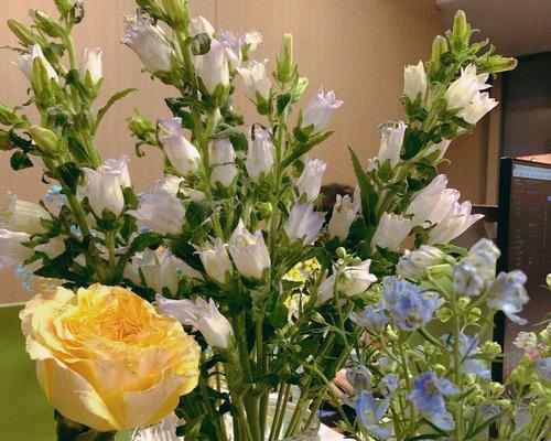 办公室适合摆放哪些鲜花？如何选择办公室鲜花？