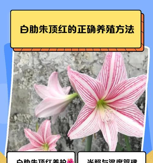 白色朱顶红有哪些品种？白色朱顶红品种的选择方法是什么？