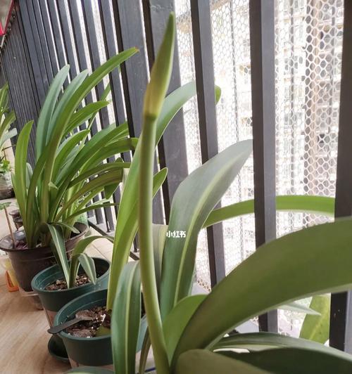 白色朱顶红有哪些品种？白色朱顶红品种的选择方法是什么？