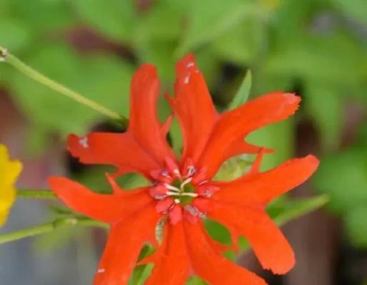 剪秋罗的花语是什么？剪秋罗的种植与养护方法是什么？