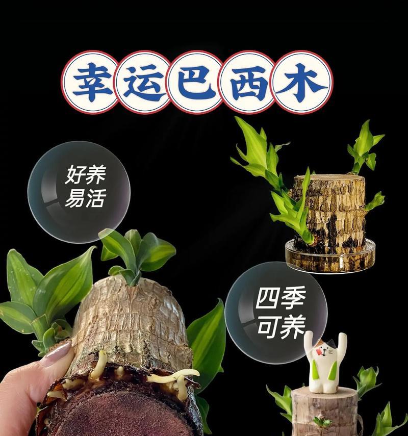 巴西木浇水的正确频率和方法是什么？