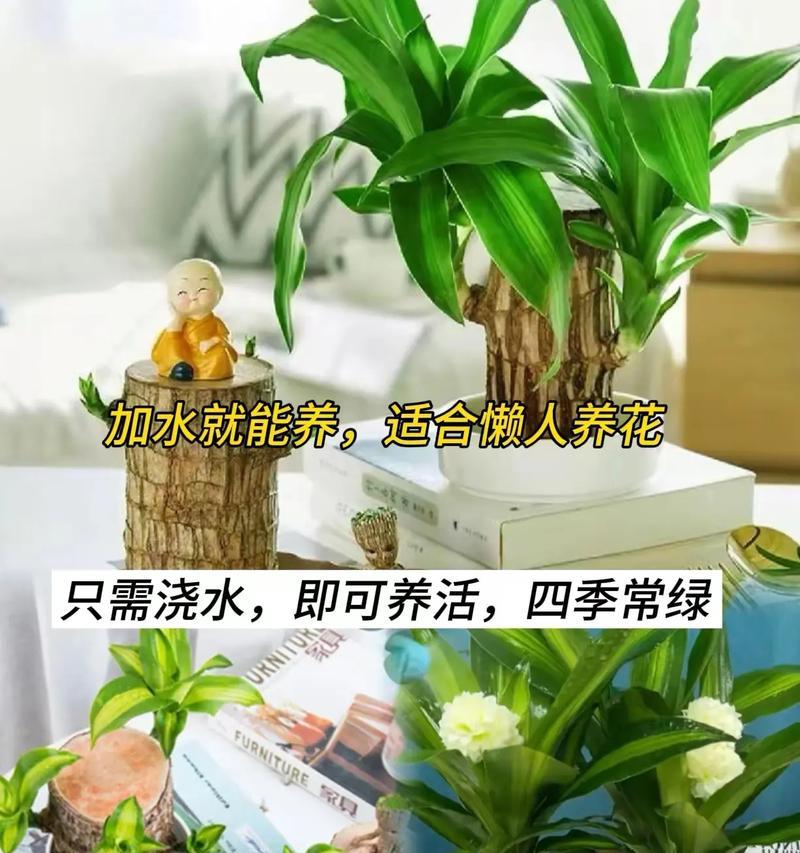 巴西木浇水的正确频率和方法是什么？