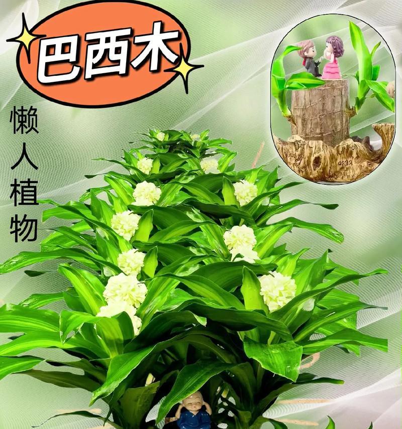 巴西木浇水的正确频率和方法是什么？