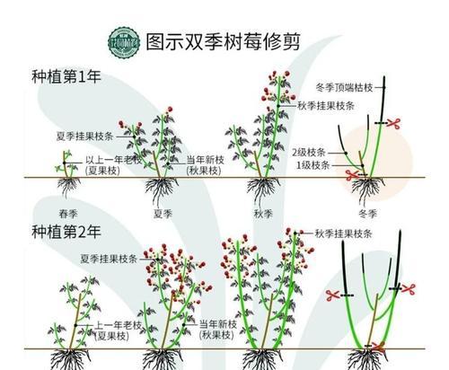 修枝的最佳时间和方法是什么？