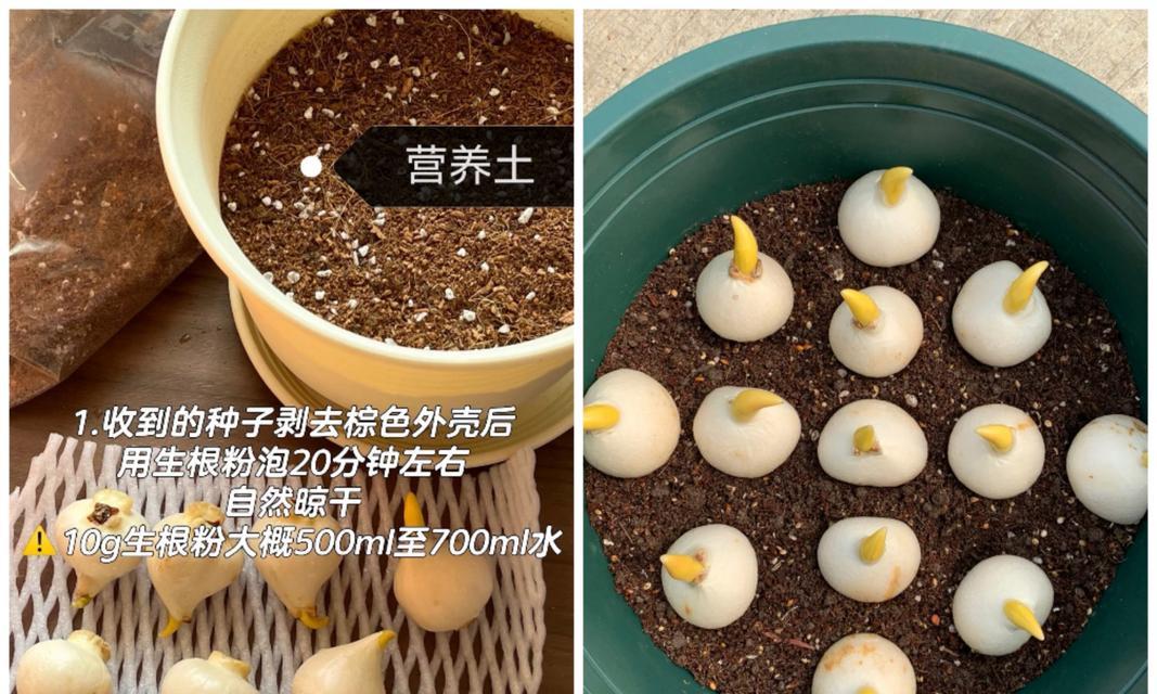 郁金香种球处理方法是什么？
