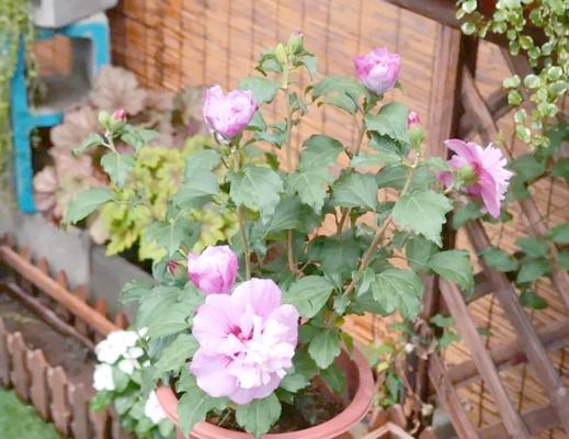 木槿花栽培方法有哪些？如何正确种植木槿花？
