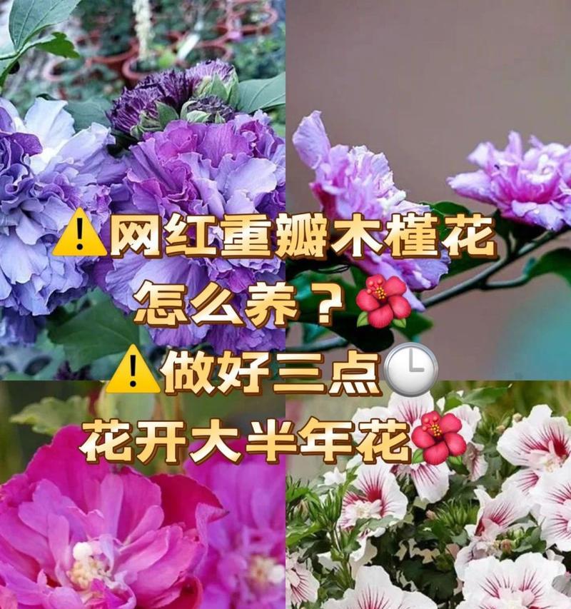 木槿花栽培方法有哪些？如何正确种植木槿花？