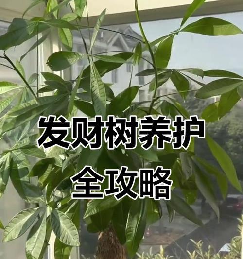 发财树烂了怎么办？发财树烂掉的原因和解决方法是什么？