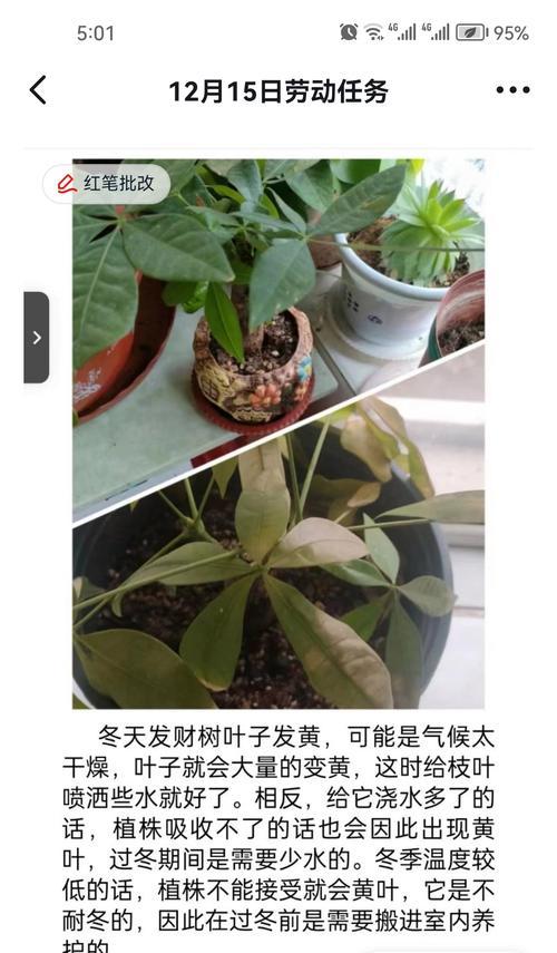 发财树烂了怎么办？发财树烂掉的原因和解决方法是什么？