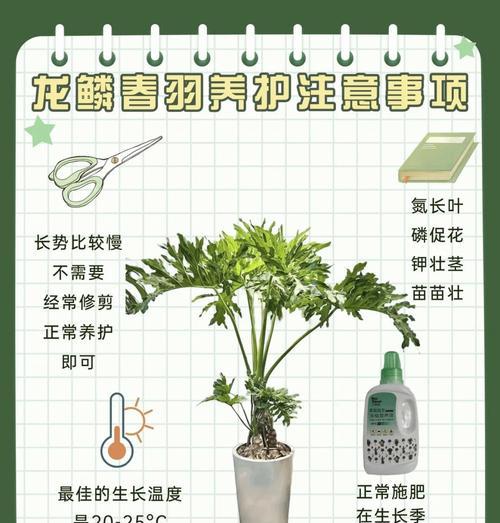 绿萝茎发黑的处理方法是什么？