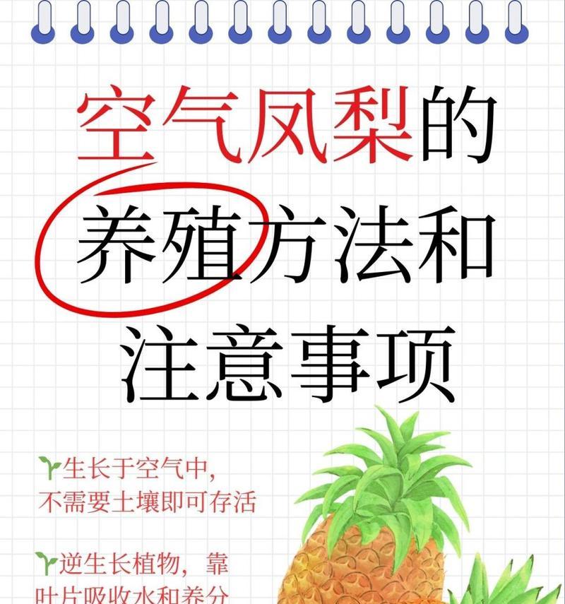 凤梨叶子卷曲的解决办法是什么？