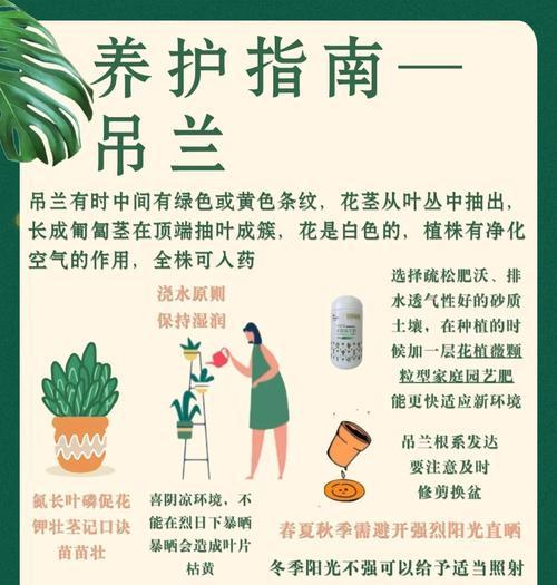 吊兰长虫了怎么办？有效驱虫方法有哪些？