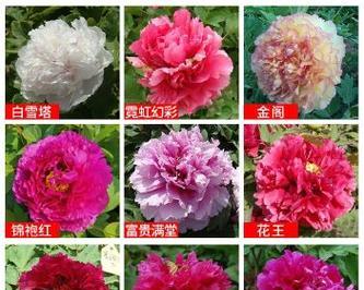 牡丹大花品种有哪些？如何选择牡丹大花品种？