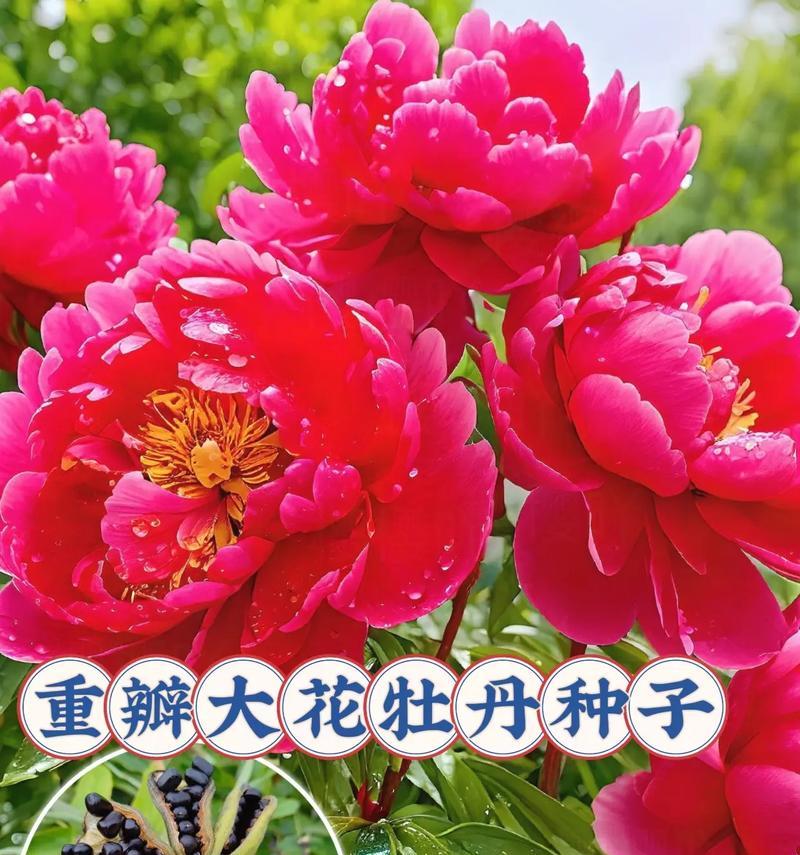 牡丹大花品种有哪些？如何选择牡丹大花品种？