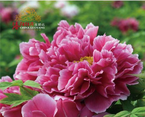 牡丹大花品种有哪些？如何选择牡丹大花品种？