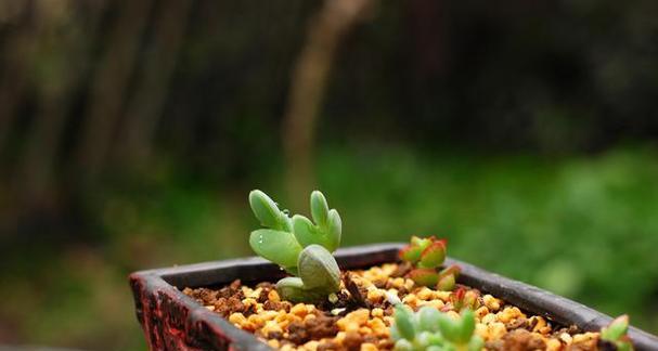 碧玉植物繁殖方法有哪些？如何高效繁殖碧玉？
