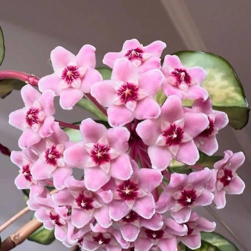 球兰不开花的原因是什么？怎样促进开花？