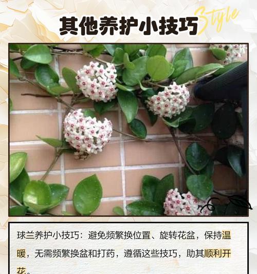 球兰不开花的原因是什么？怎样促进开花？