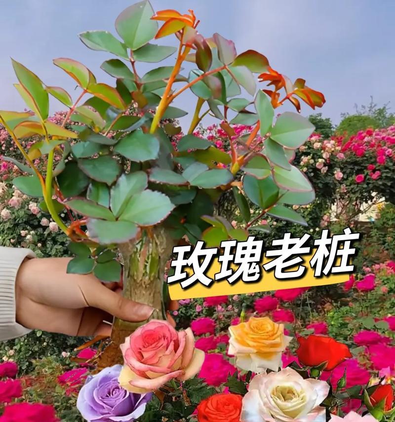 看病人时选择哪种颜色的花最合适？