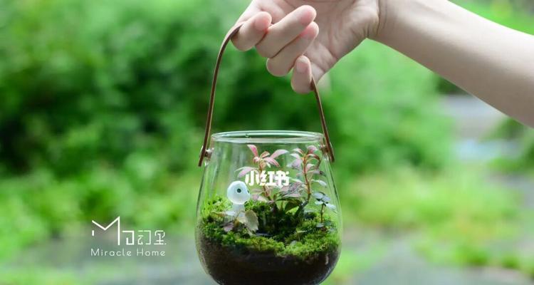 微景观植物有哪些？如何打造一个微景观？