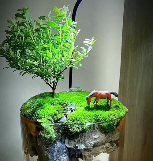 微景观植物有哪些？如何打造一个微景观？