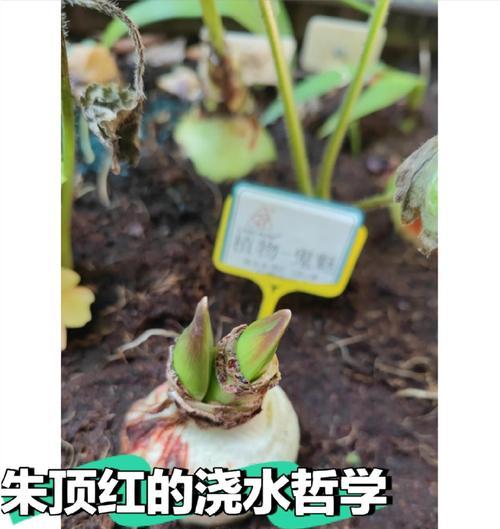 映山红浇水需要注意什么？