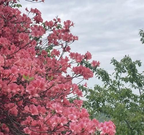 映山红浇水需要注意什么？