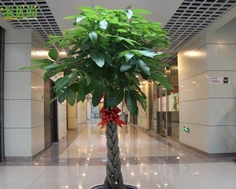 室内适合种植哪些类型的树？