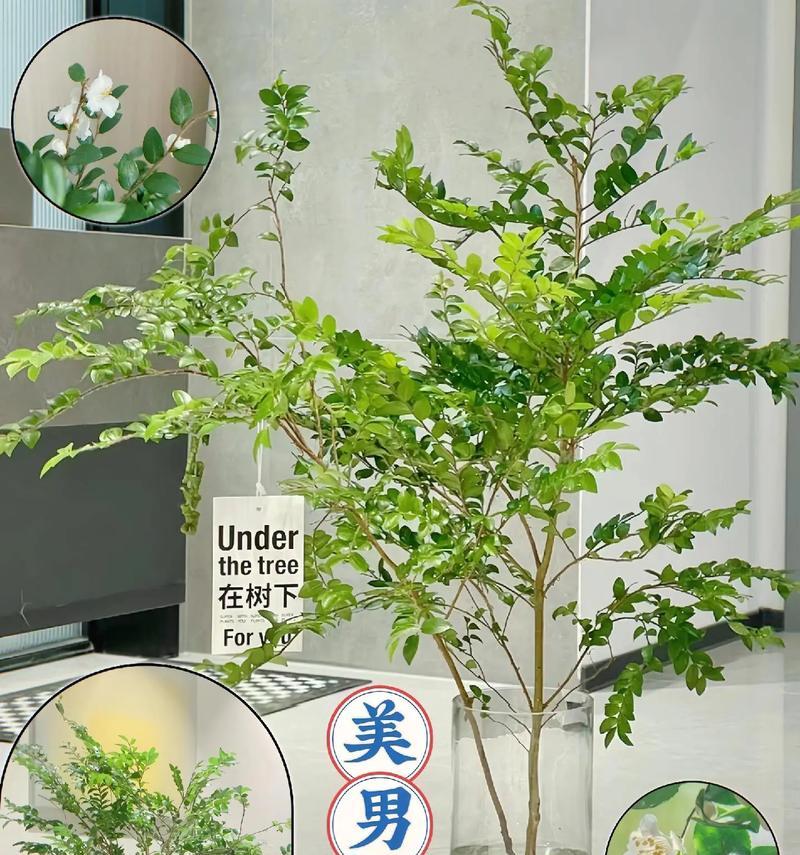 室内适合种植哪些类型的树？
