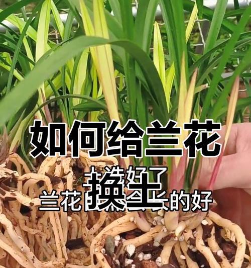 兰花换盆的最佳时机是什么时候？换盆步骤是怎样的？