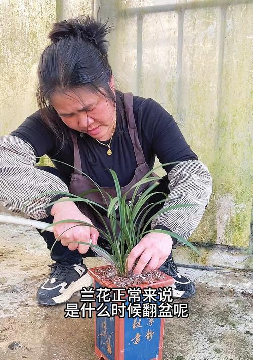 兰花换盆的最佳时机是什么时候？换盆步骤是怎样的？