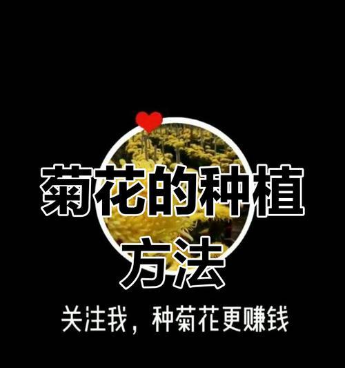 菊花种植的步骤和技巧是什么？