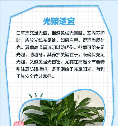 白掌不开花的原因及解决方法是什么？