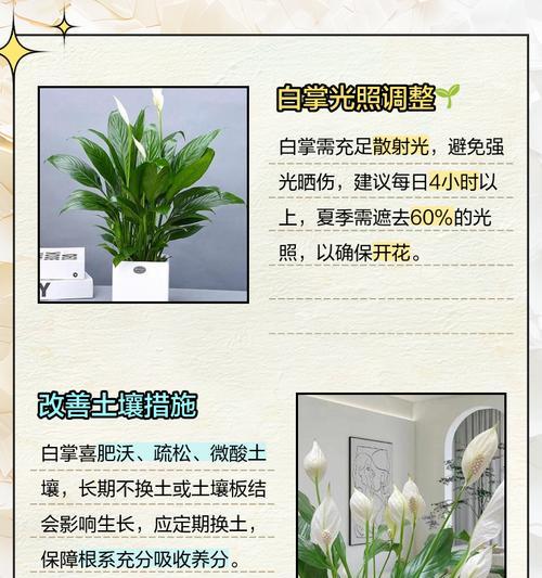 白掌不开花的原因及解决方法是什么？