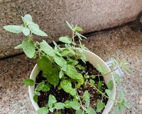 兰香草种植的步骤和常见问题解答？
