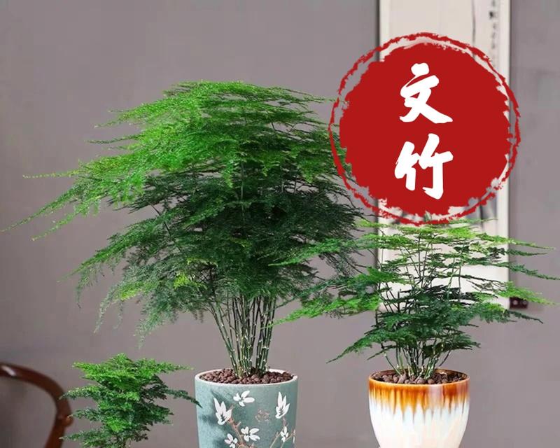 文竹种植需要注意什么？