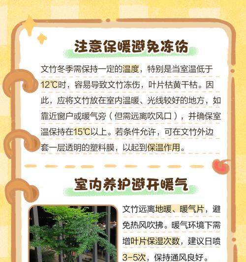 文竹种植需要注意什么？