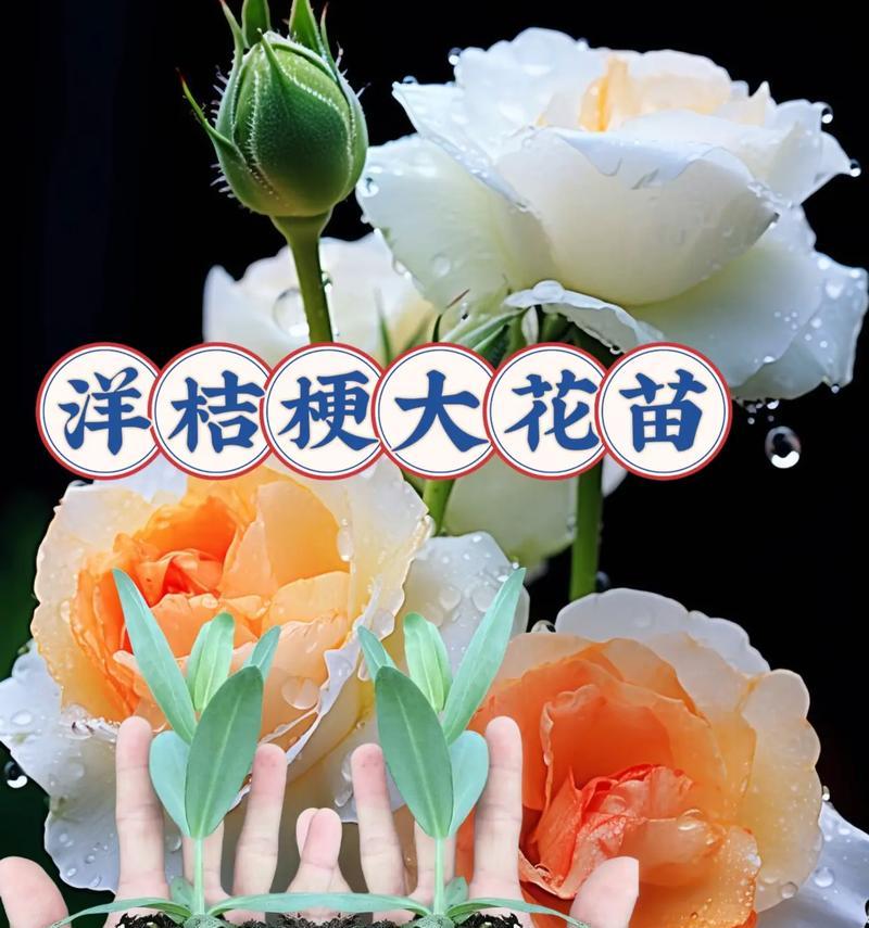 洋桔梗花语是什么？它在花语中代表了什么？