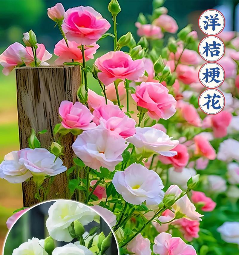 洋桔梗花语是什么？它在花语中代表了什么？