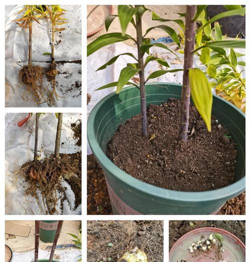百合球种植步骤详解？怎样确保其高成活率？