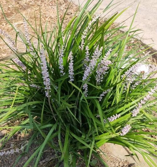 兰花品种有哪些？如何区分不同兰花？