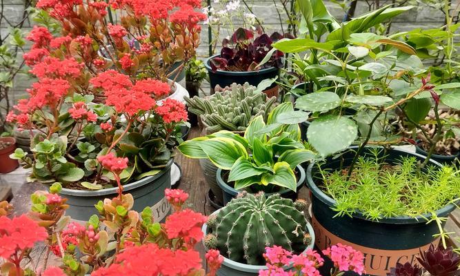 花草品种有哪些？如何选择适合自己的花草品种？
