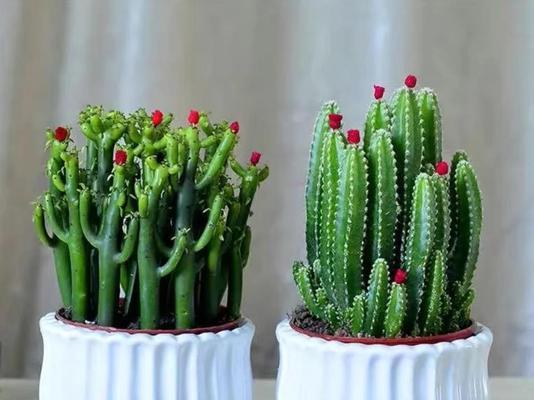 花草品种有哪些？如何选择适合自己的花草品种？