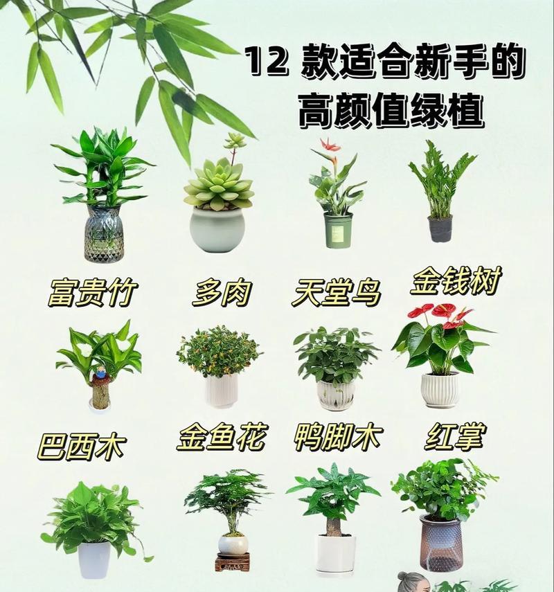 花草品种有哪些？如何选择适合自己的花草品种？
