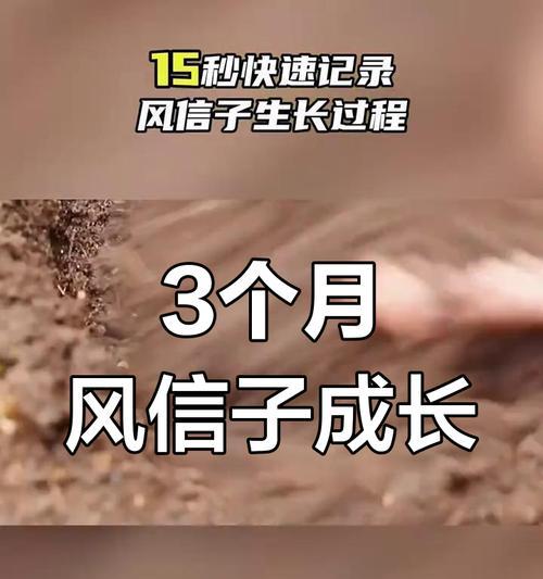 风信子播种的最佳时间是什么时候？