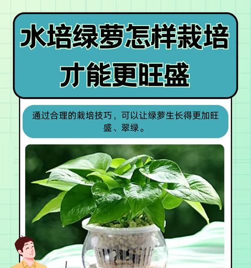 绿萝土壤发现虫害如何处理？