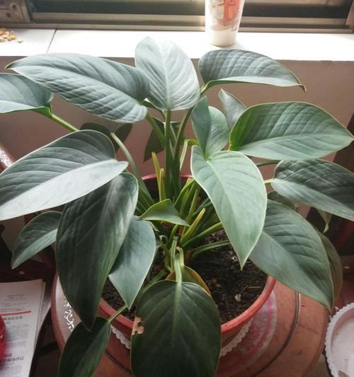 绿宝石植物的养护技巧有哪些？