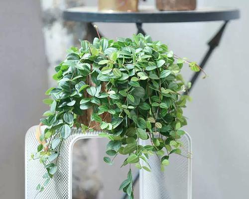 绿宝石植物的养护技巧有哪些？