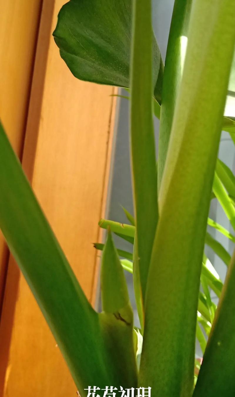 绿宝石植物的养护技巧有哪些？