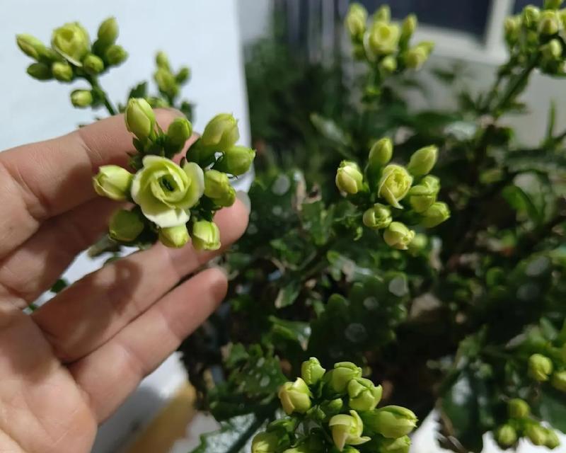 菊花什么时候换盆？换盆时需要注意哪些事项？